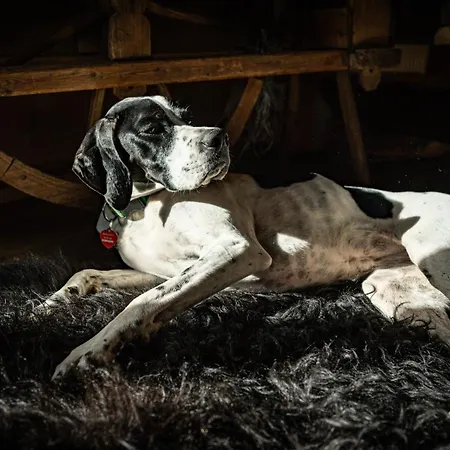 Zakoznami-willa Elinek * Ζακοπάνε